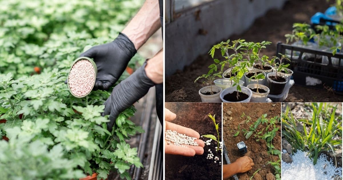 Fertilizing examples and mistakes collage photo.