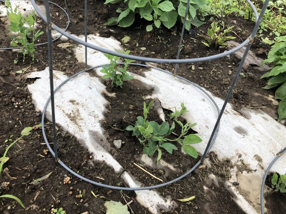 Sweet peas in tomato cage