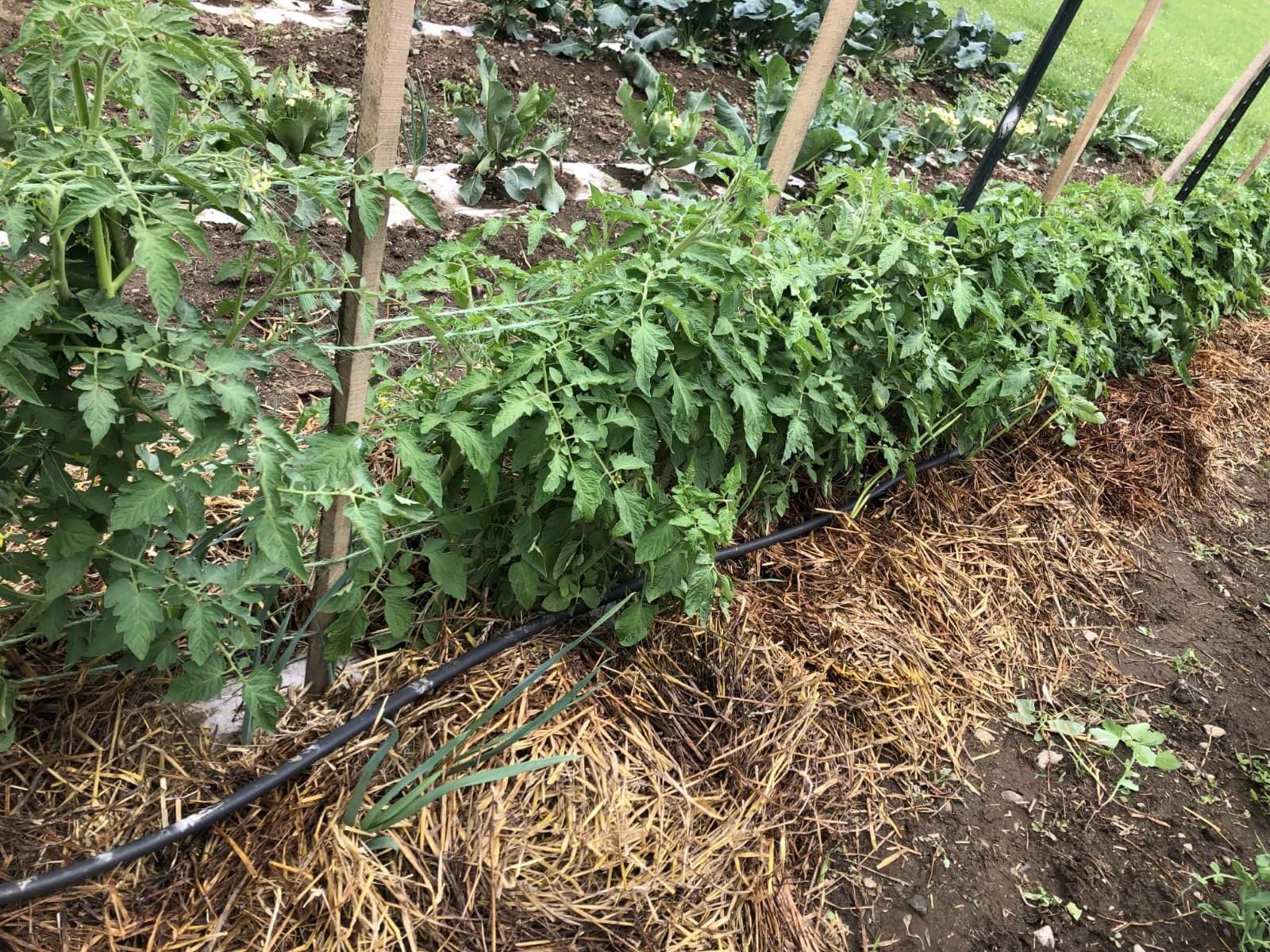 Florida weave tomato fence