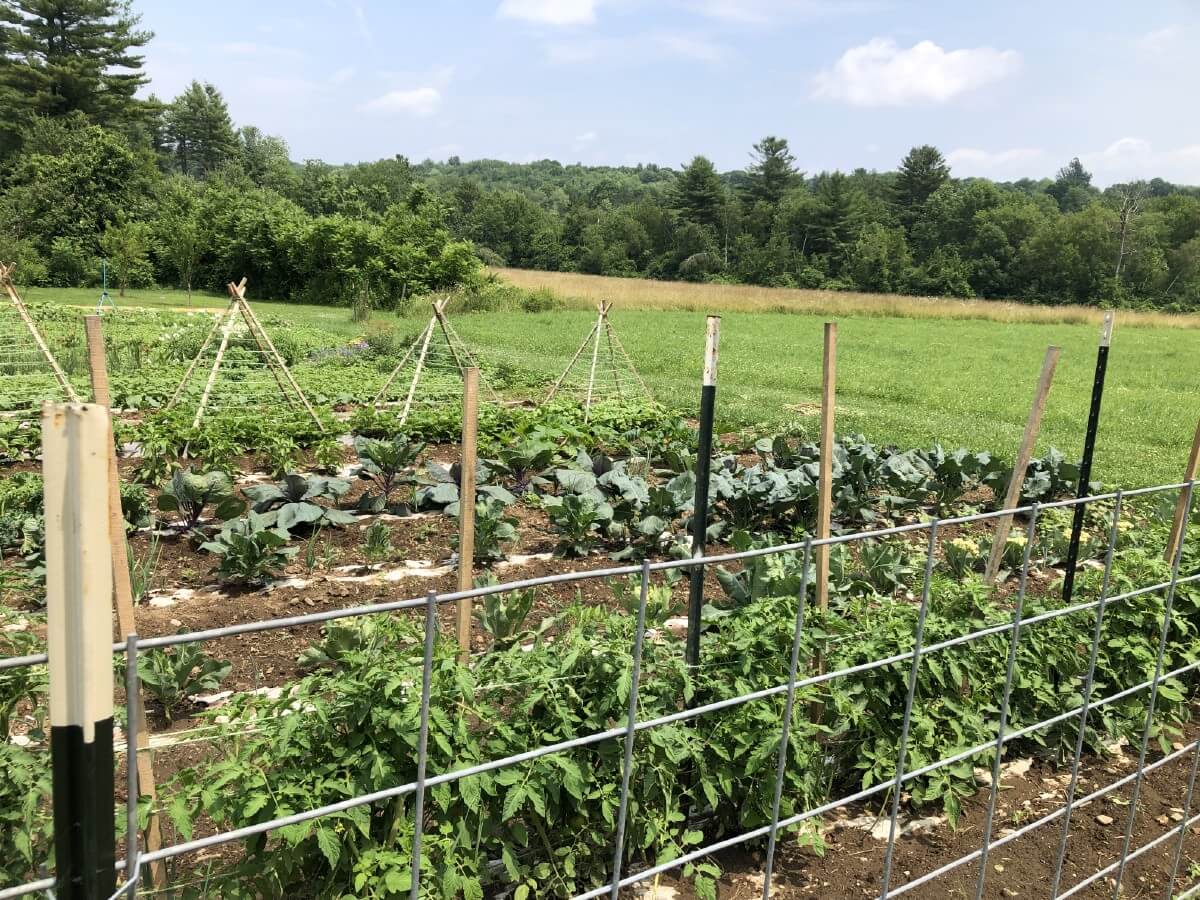 garden fence trellises