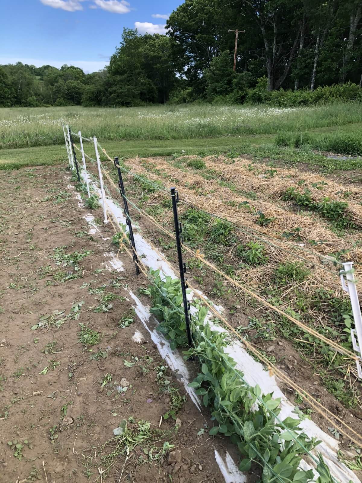 Easy twine step-in post pea fence