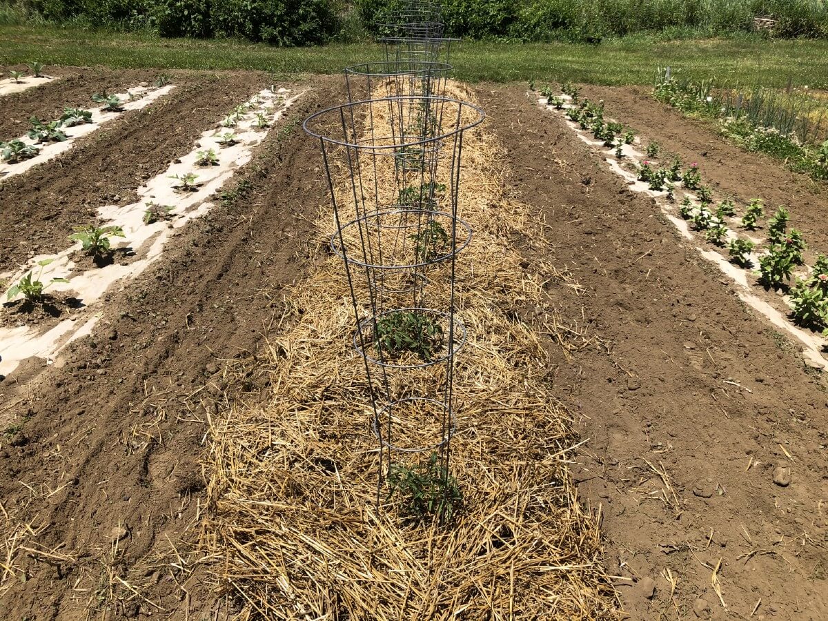 Tomatoes in garden in tomato cage with straw