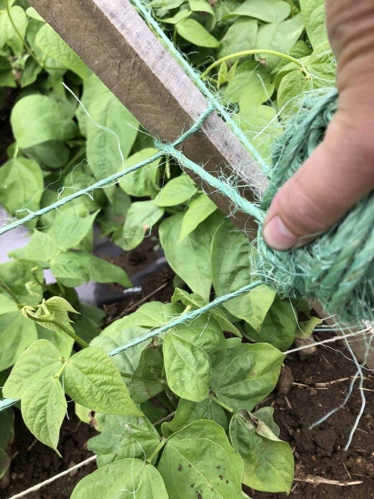 Loop of twine on teepee post