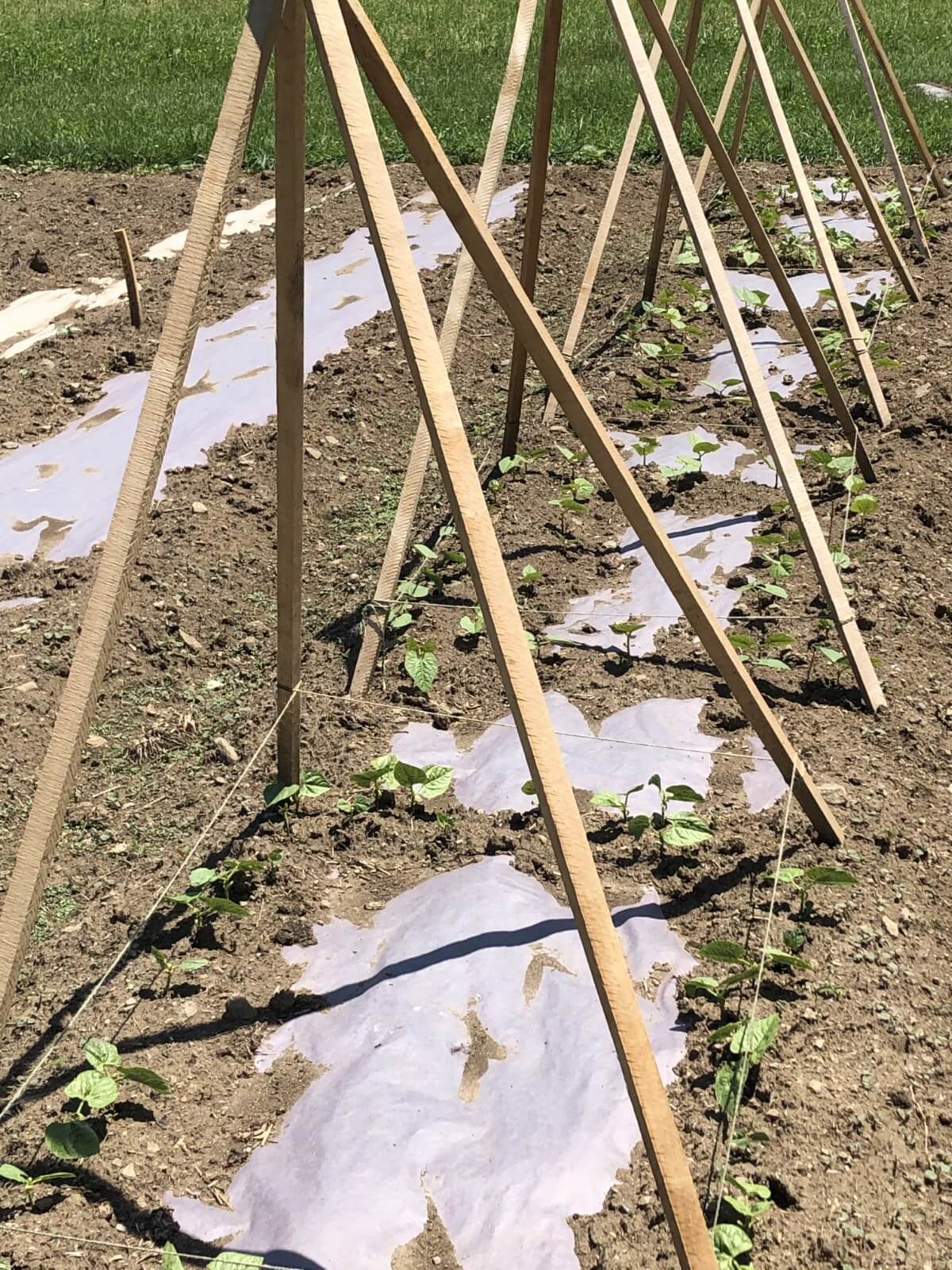 Garden teepee with twine for pole beans