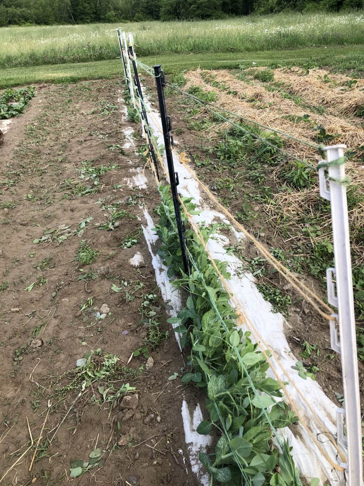 Garden trellis fence made from twine and step in posts