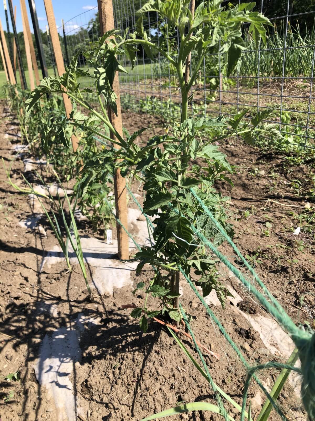 weaving string for florida weave tomato support