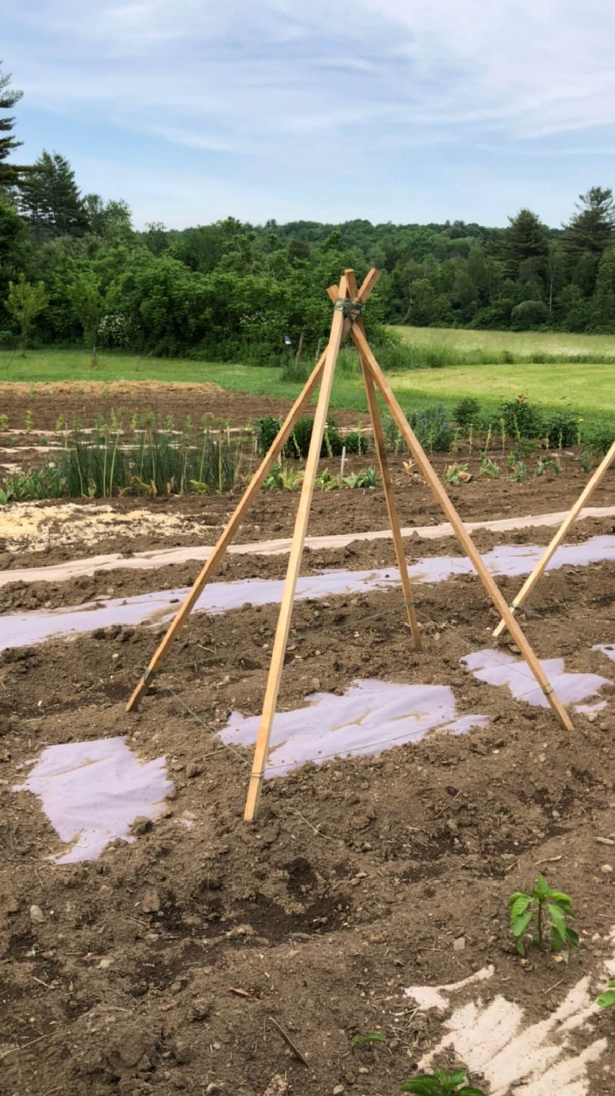 Building garden teepee trellis