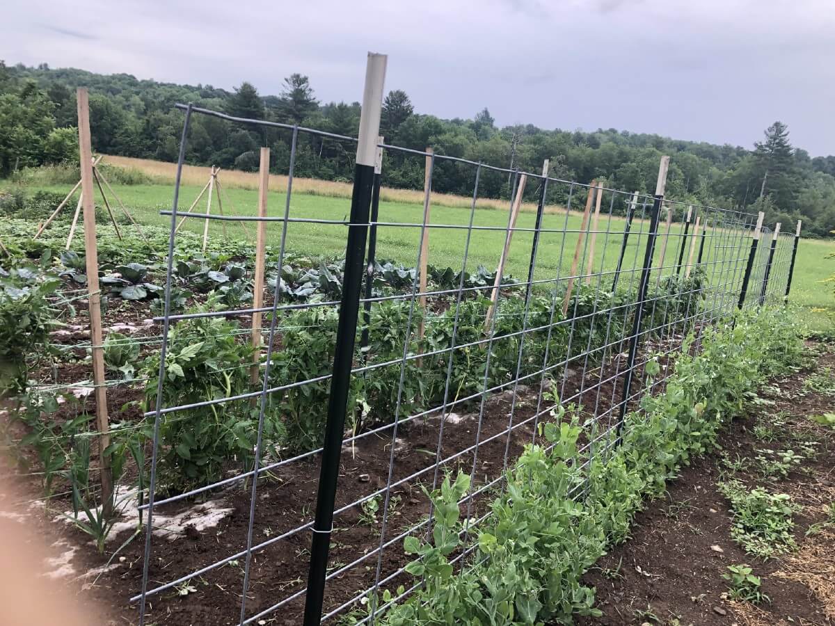 Livestock panel garden fence trellis