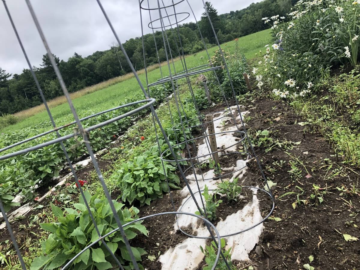 Tomato cages upside down for climbing flowers