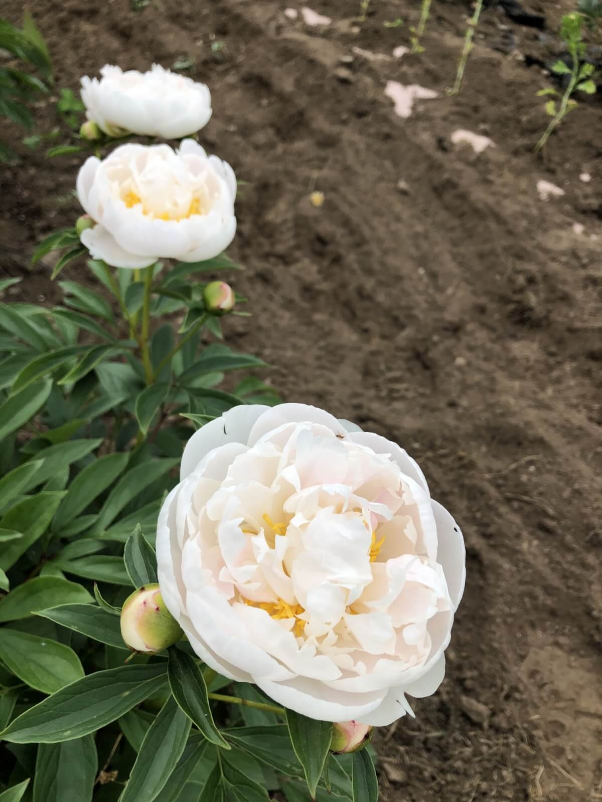 Peony in bloom