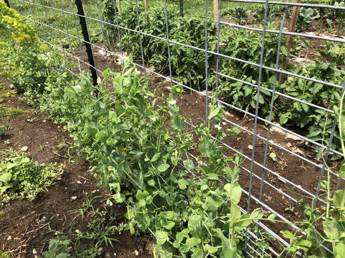 Peas climbing on fence