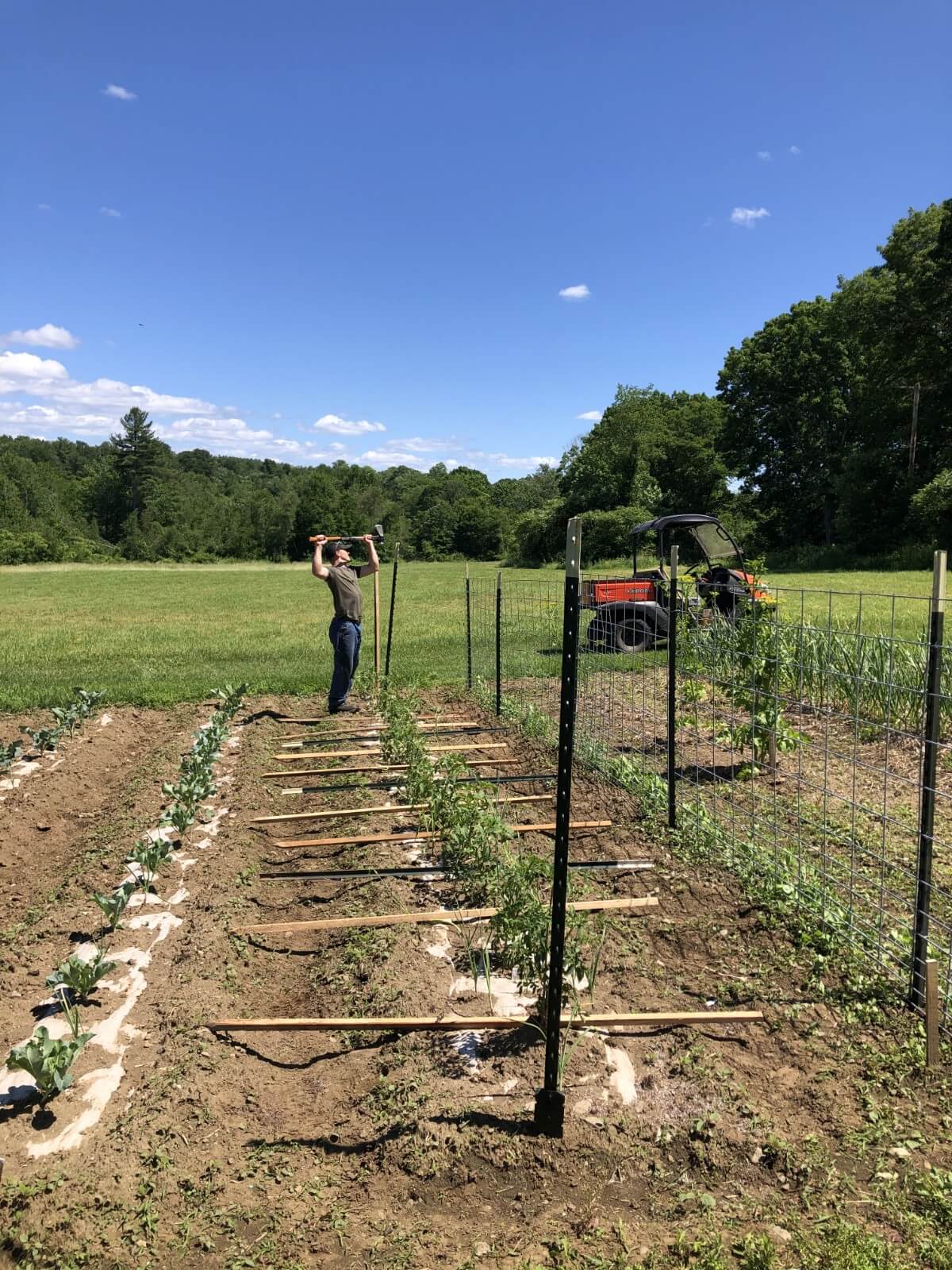 basket weave tomato fence