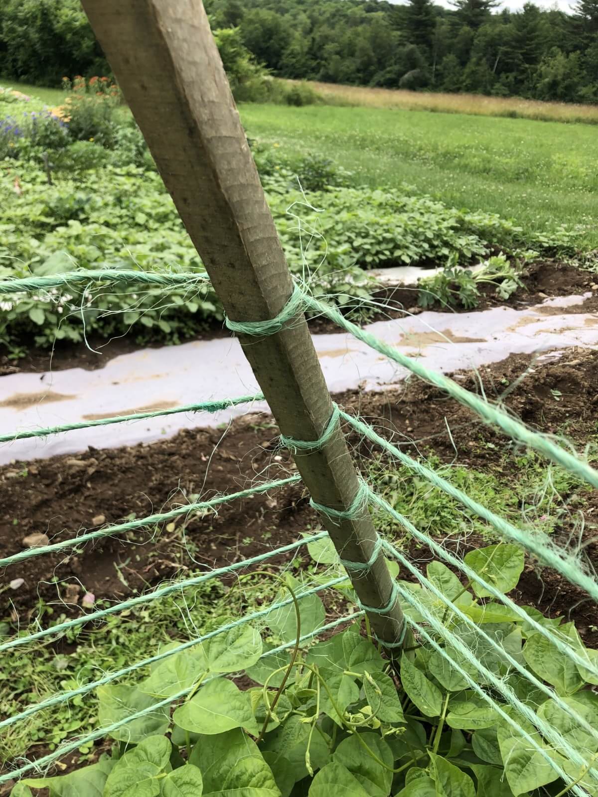 Inside view garden teepee trellis