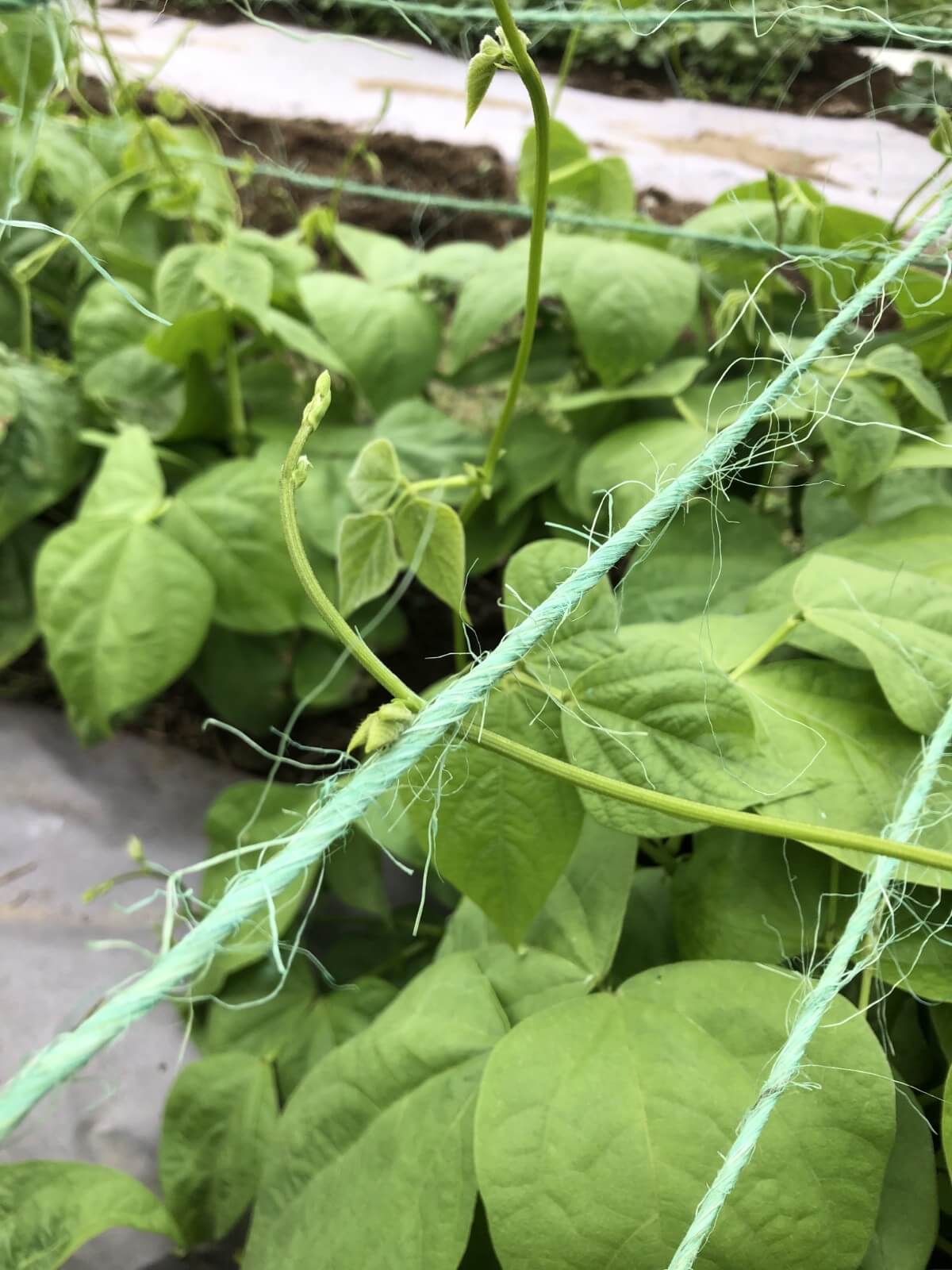 Pole bean tendril on teepee support