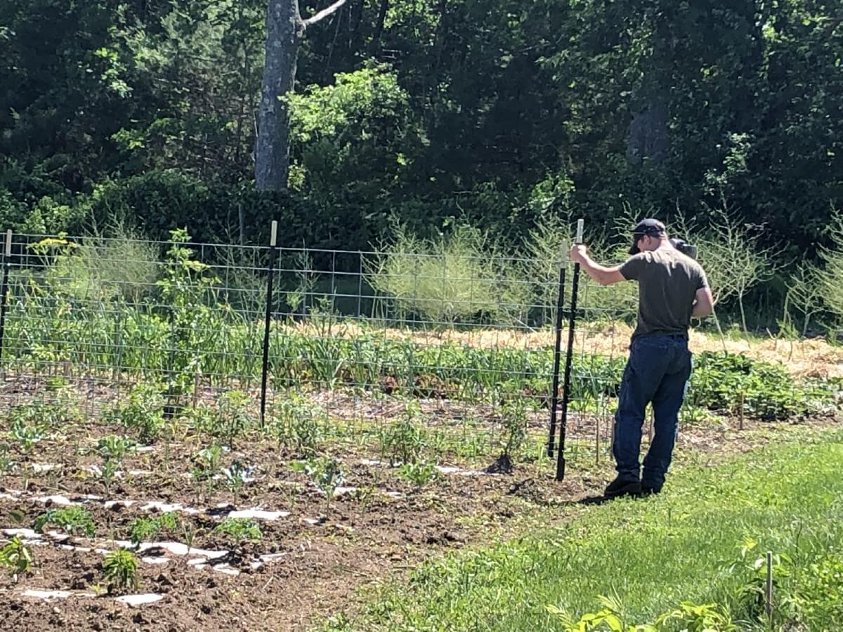 Installing cattle panel garden trellis