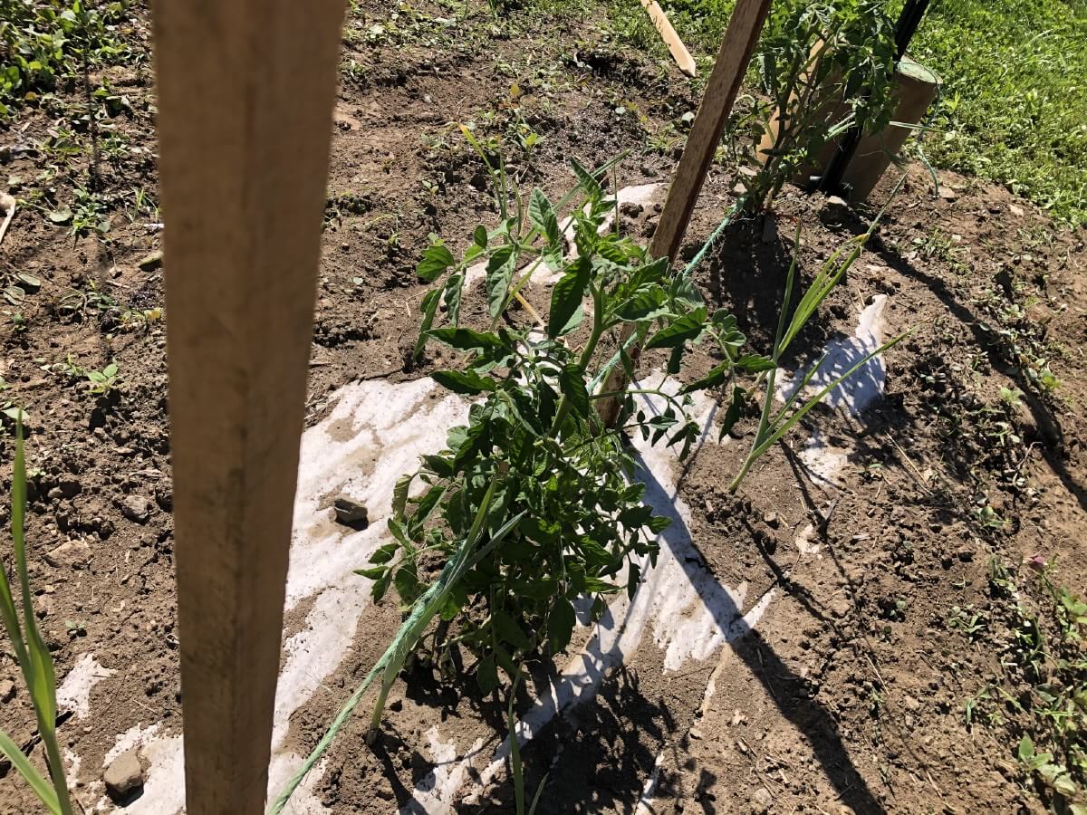 basket weave system for tomato growing