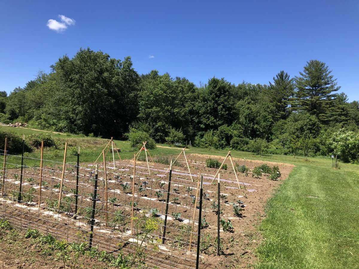 Three trellises in a garden