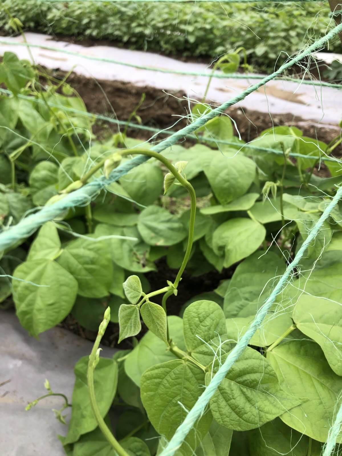 Pole bean tendril on twine