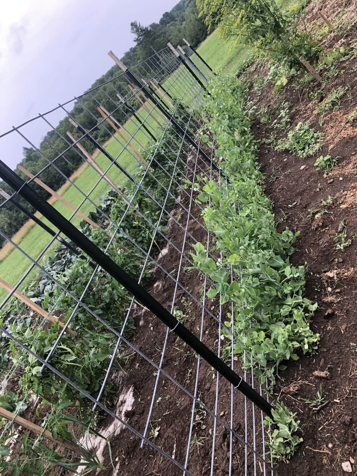 Cattle panel pea fence