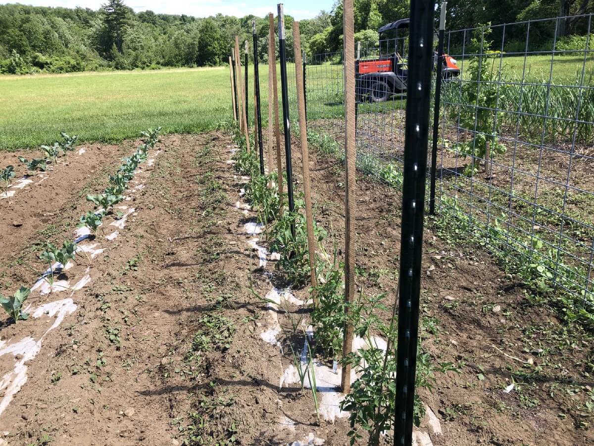 florida weave tomato support