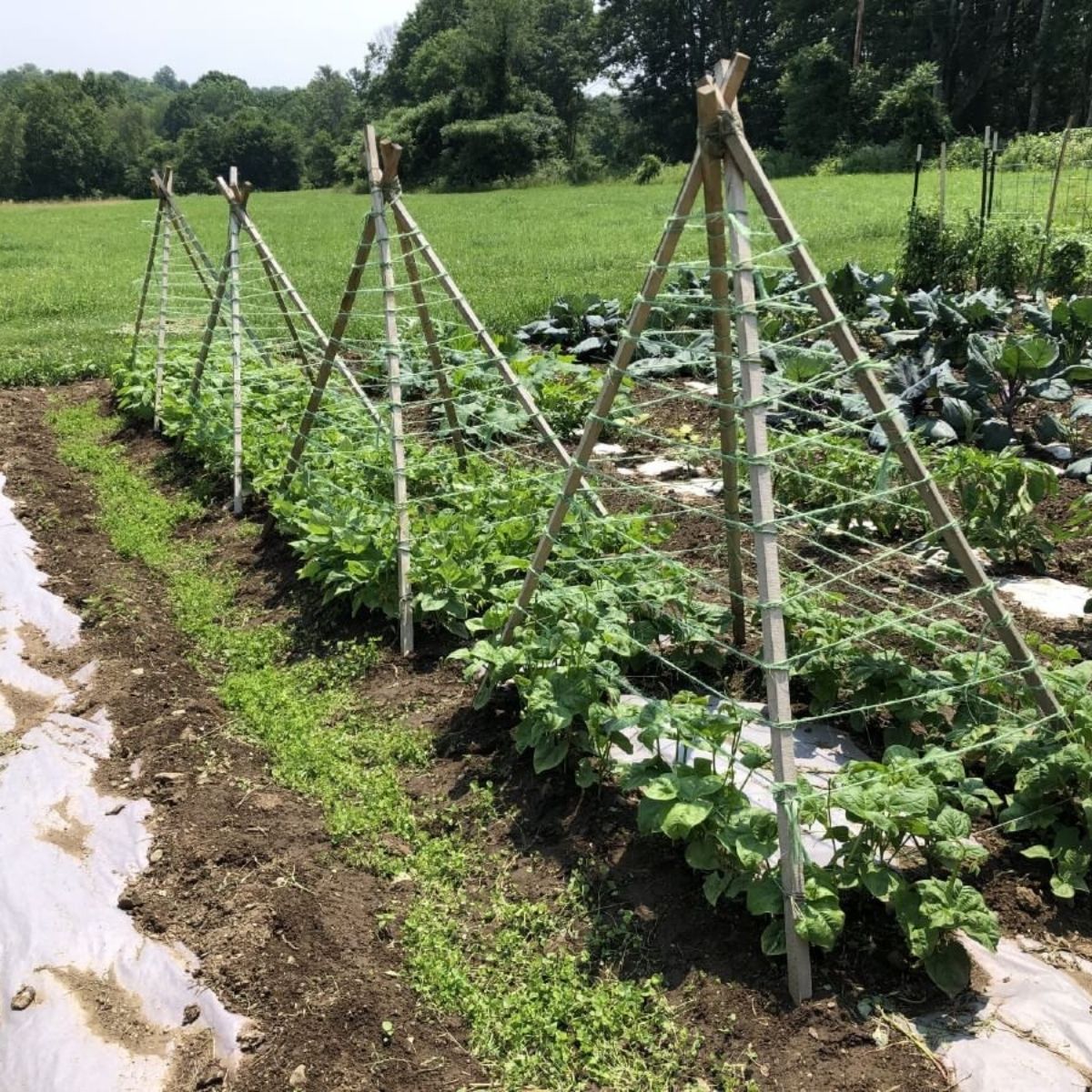 Chicken Wire Trellis A Cheap and Effective Trellis System