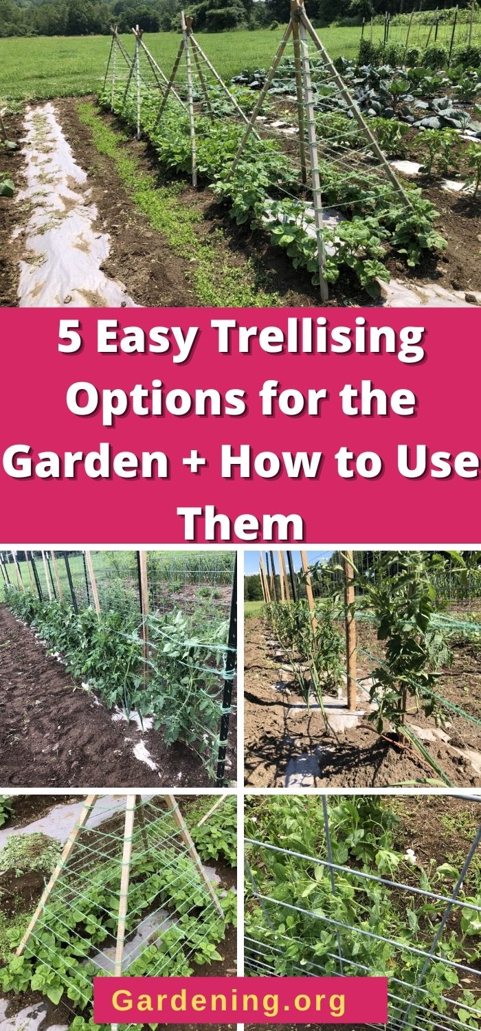 5 Easy Trellising Options for the Garden + How to Use Them Gardening