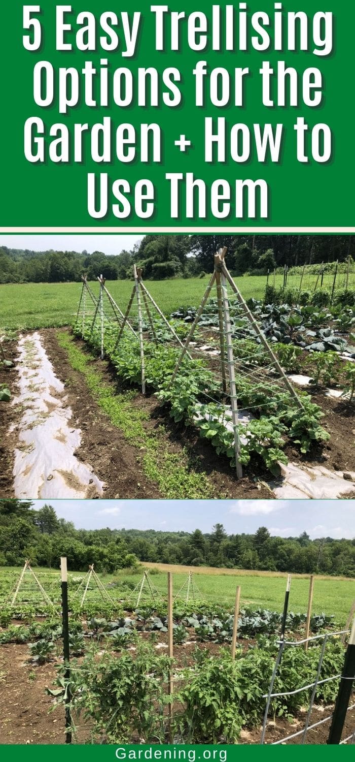 5 Easy Trellising Options for the Garden + How to Use Them Gardening