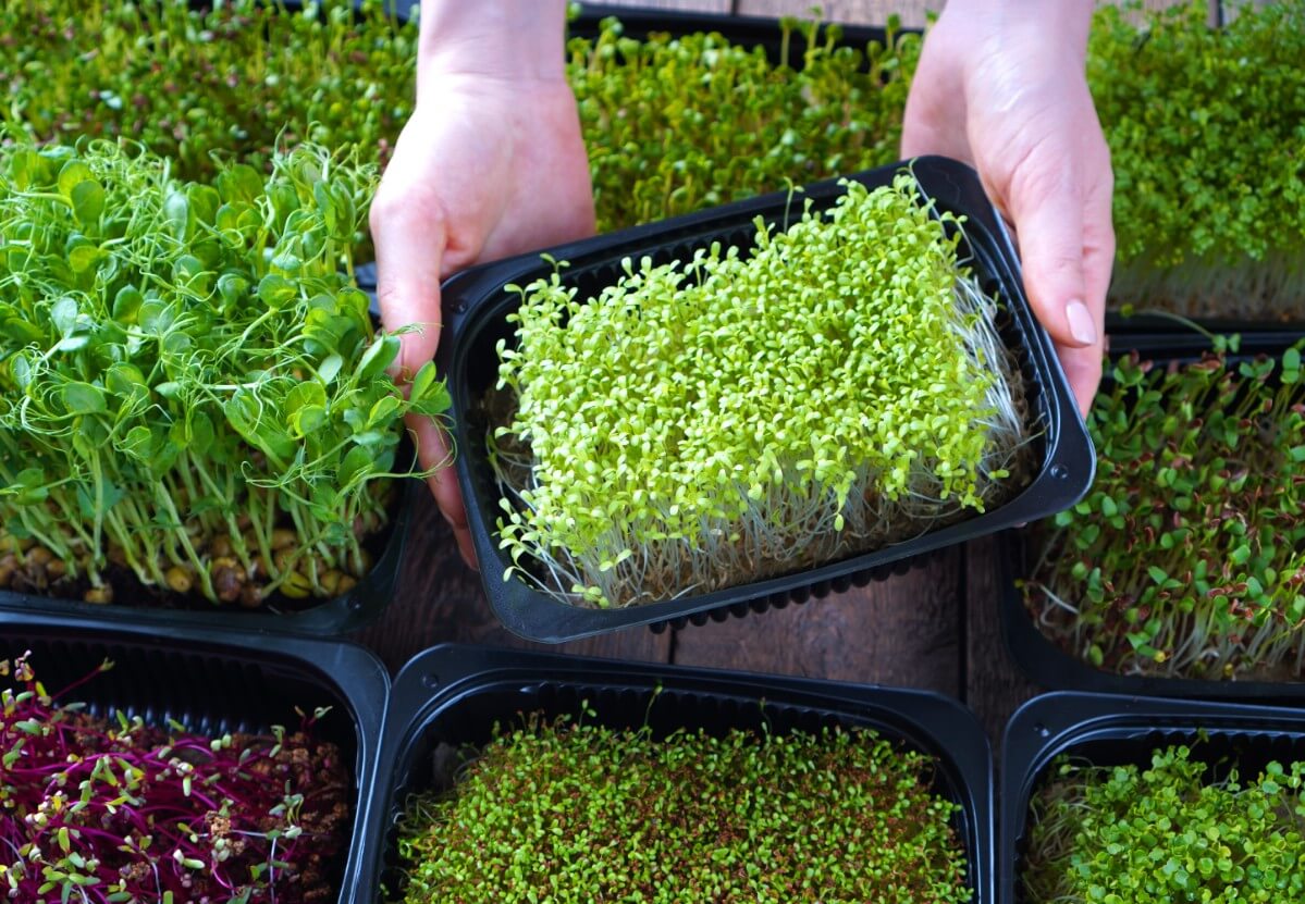 Hands holding tray full of microgreens.