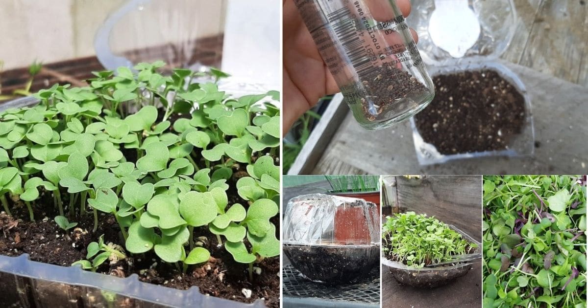 How To Grow Microgreens From Leftover Garden Seeds Gardening