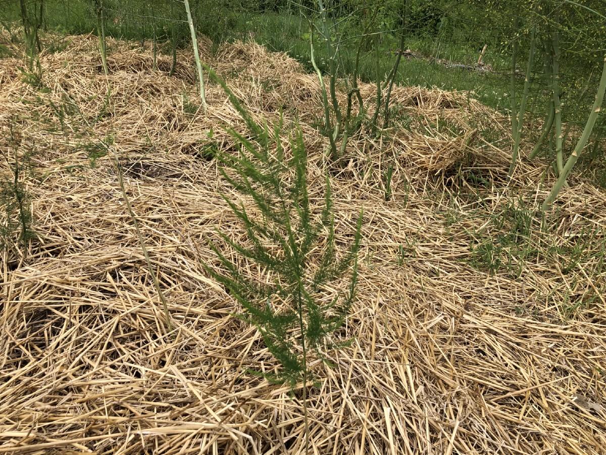 young asparagus plant mulched with straw