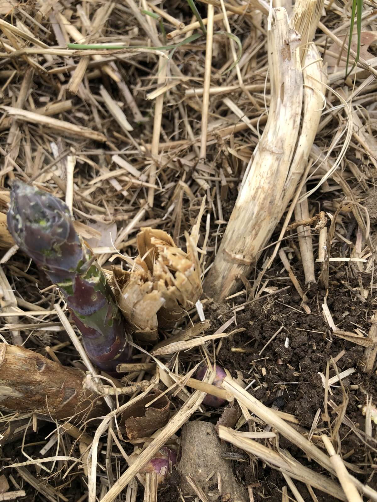 emerging asparagus spear