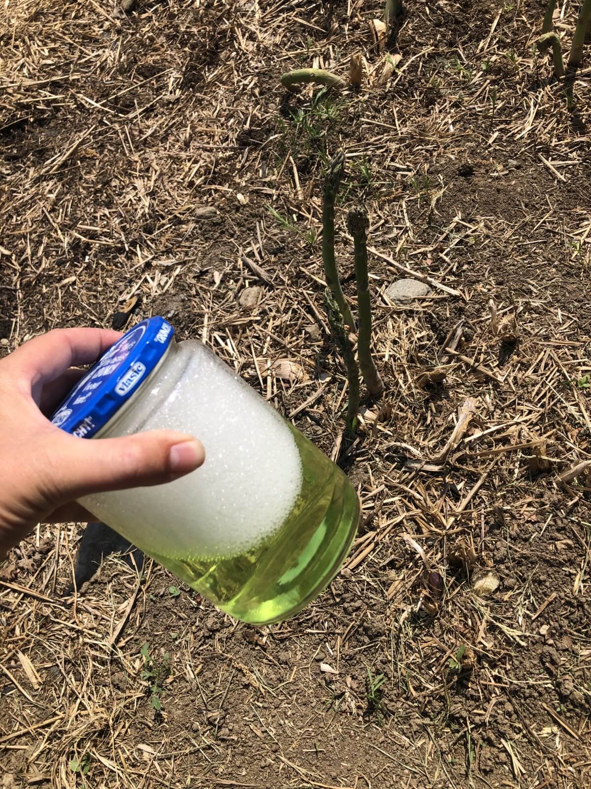 jar of soapy water for asparagus beetle control