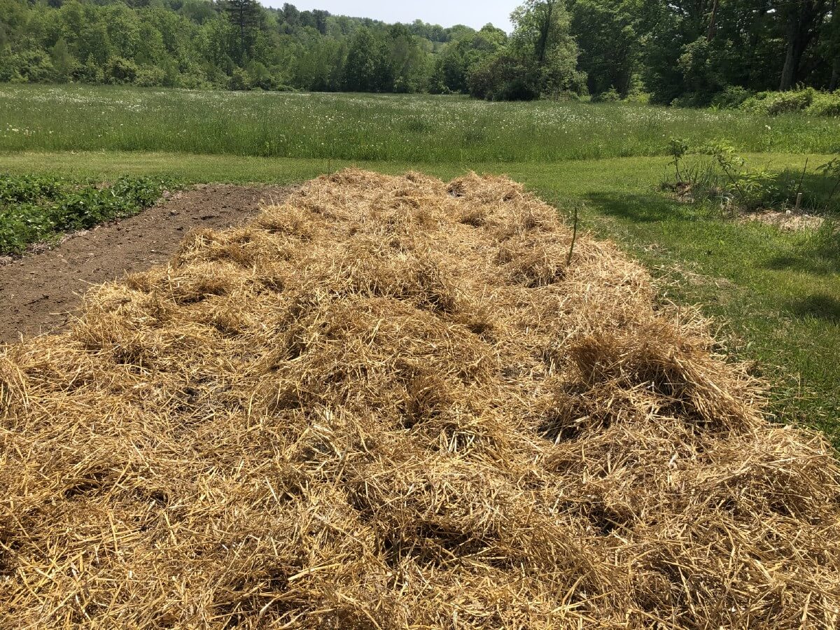 mulched asparagus with straw