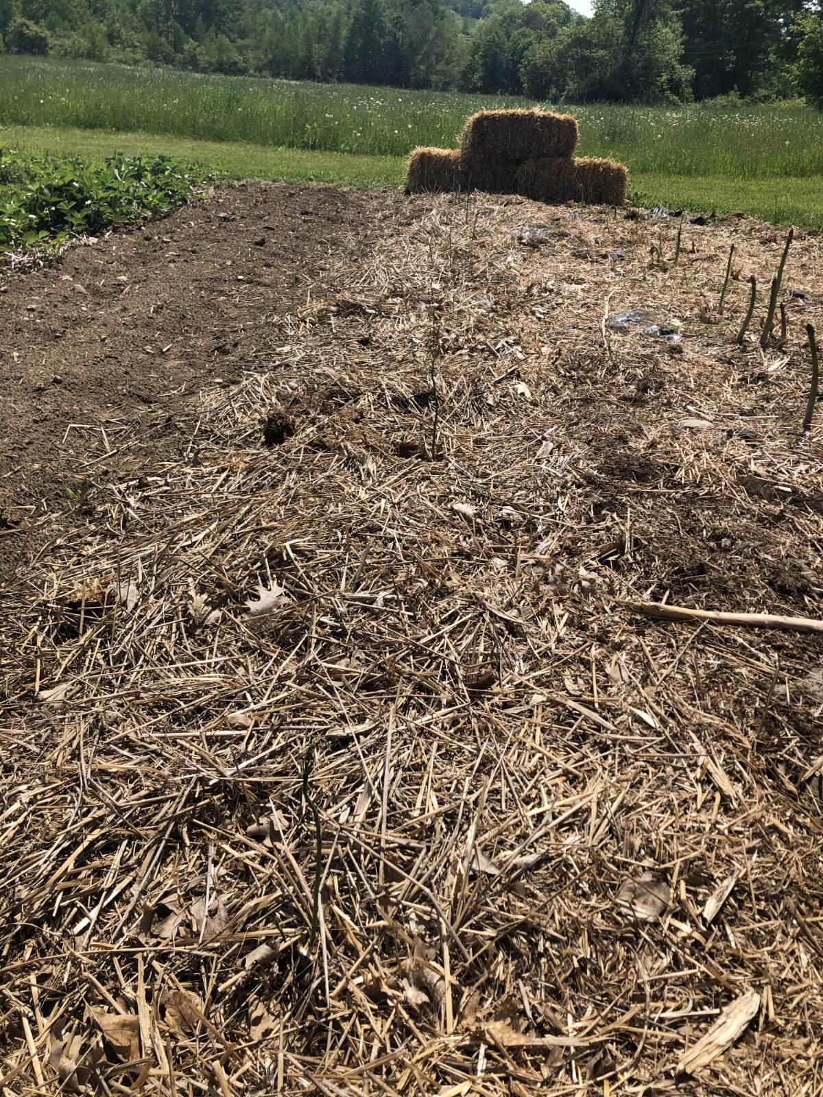 early spring asparagus bed