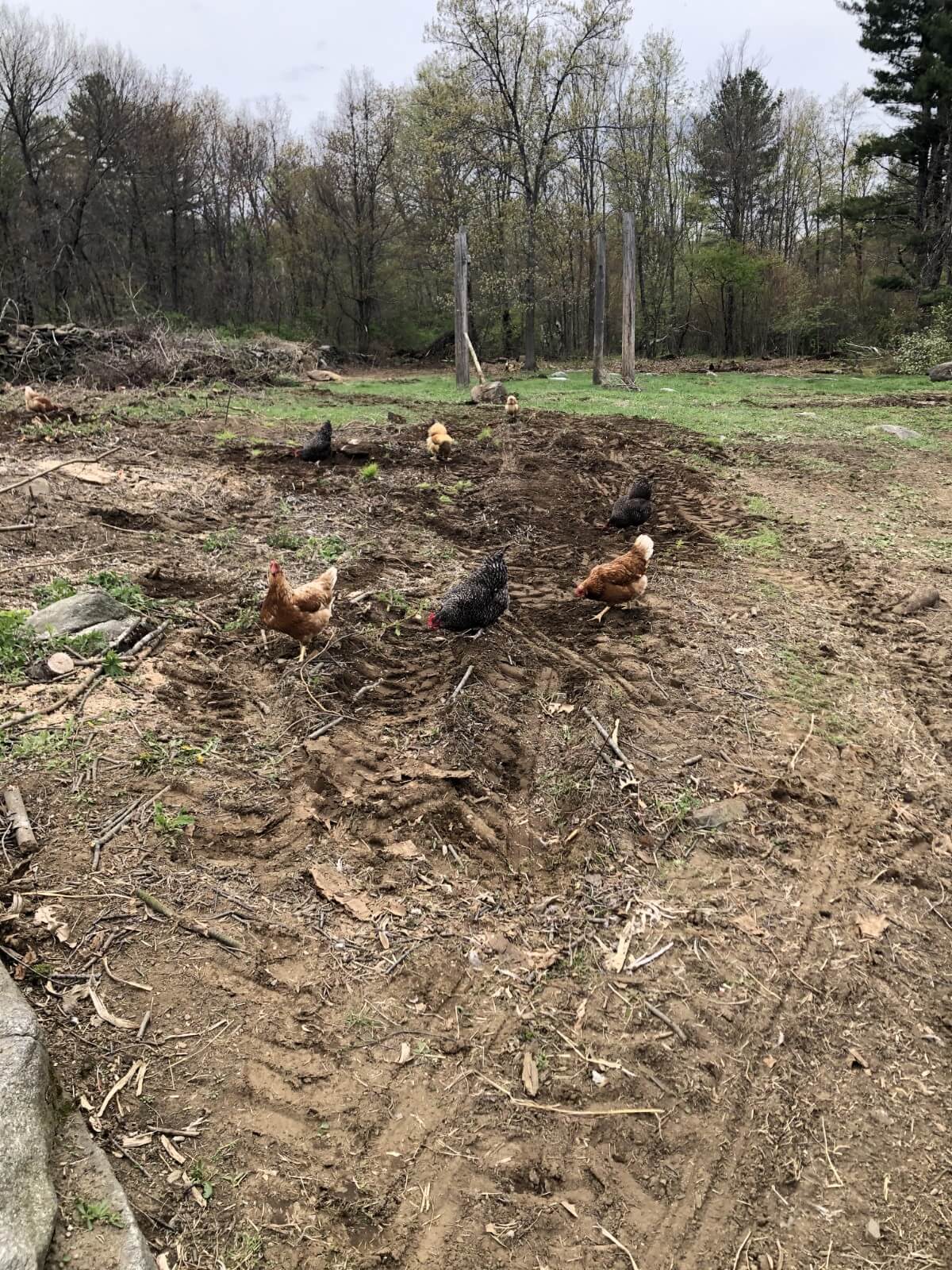 chickens foraging for bugs