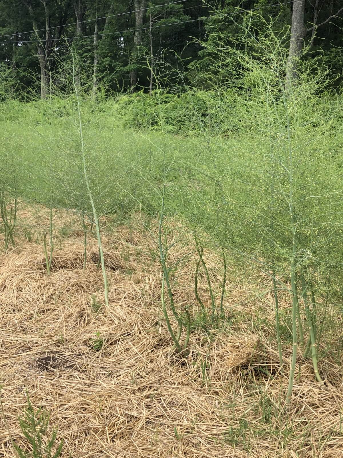 mature asparagus plants