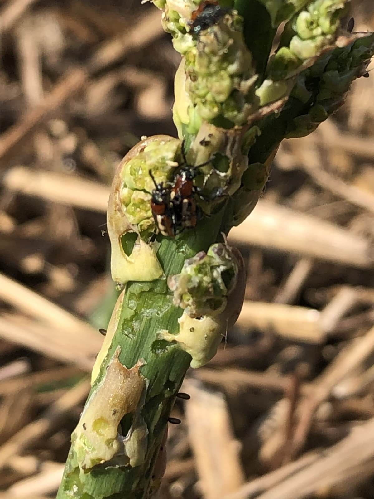breeding asparagus beetles and plant damage