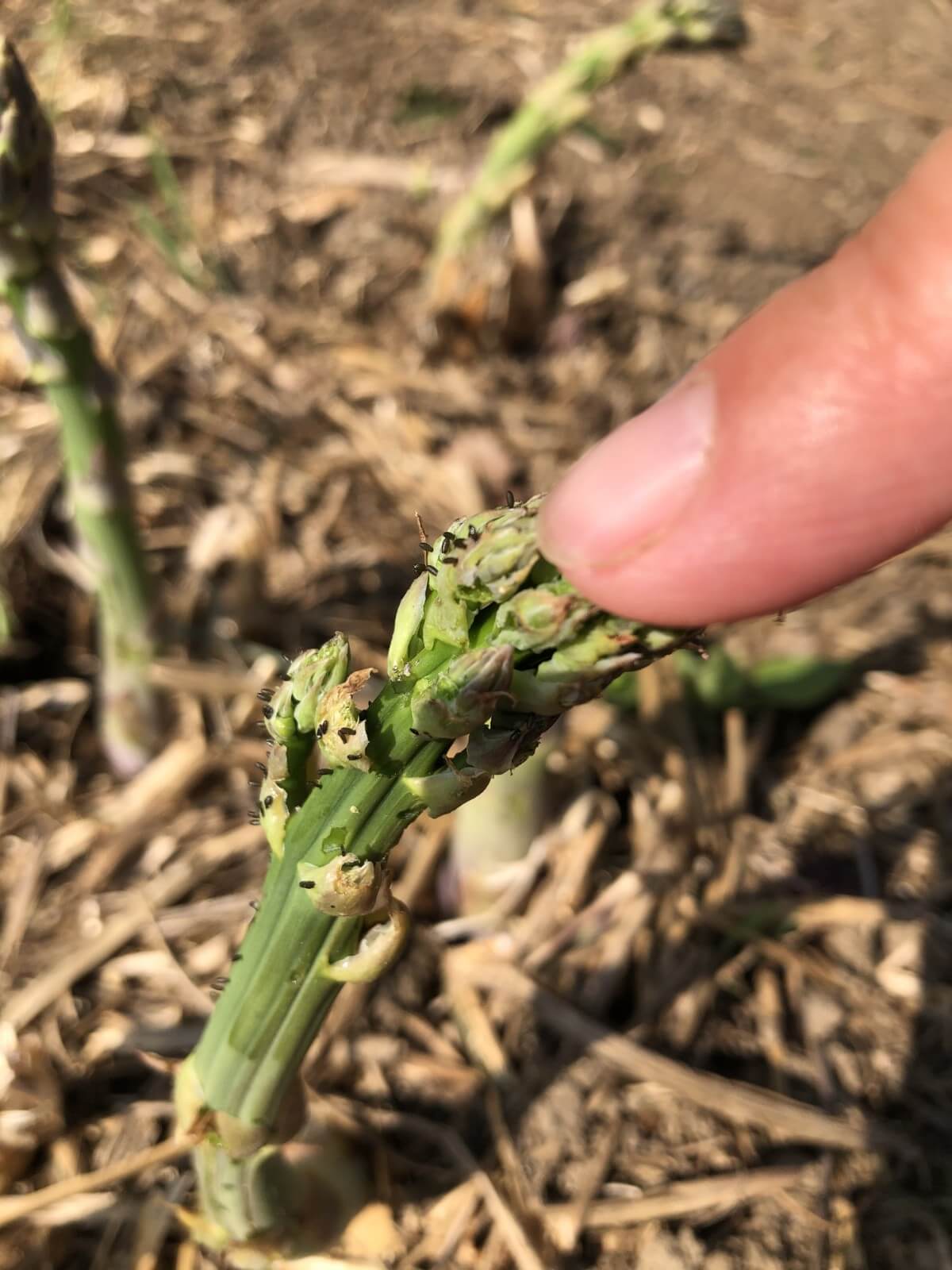 spiky black asparagus beetle eggs on asparagus spear