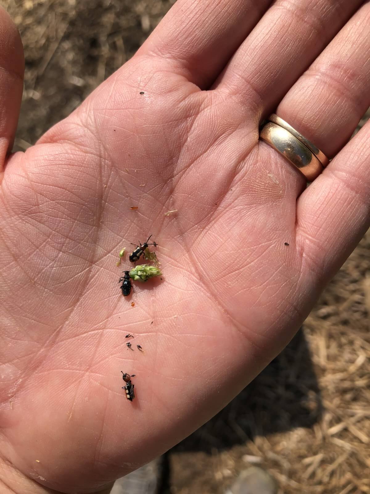 asparagus beetles in hand