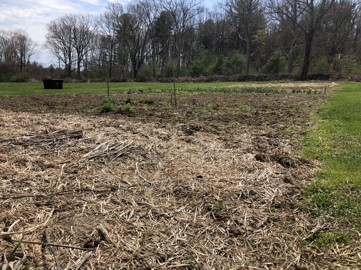 end of season asparagus patch cleanup
