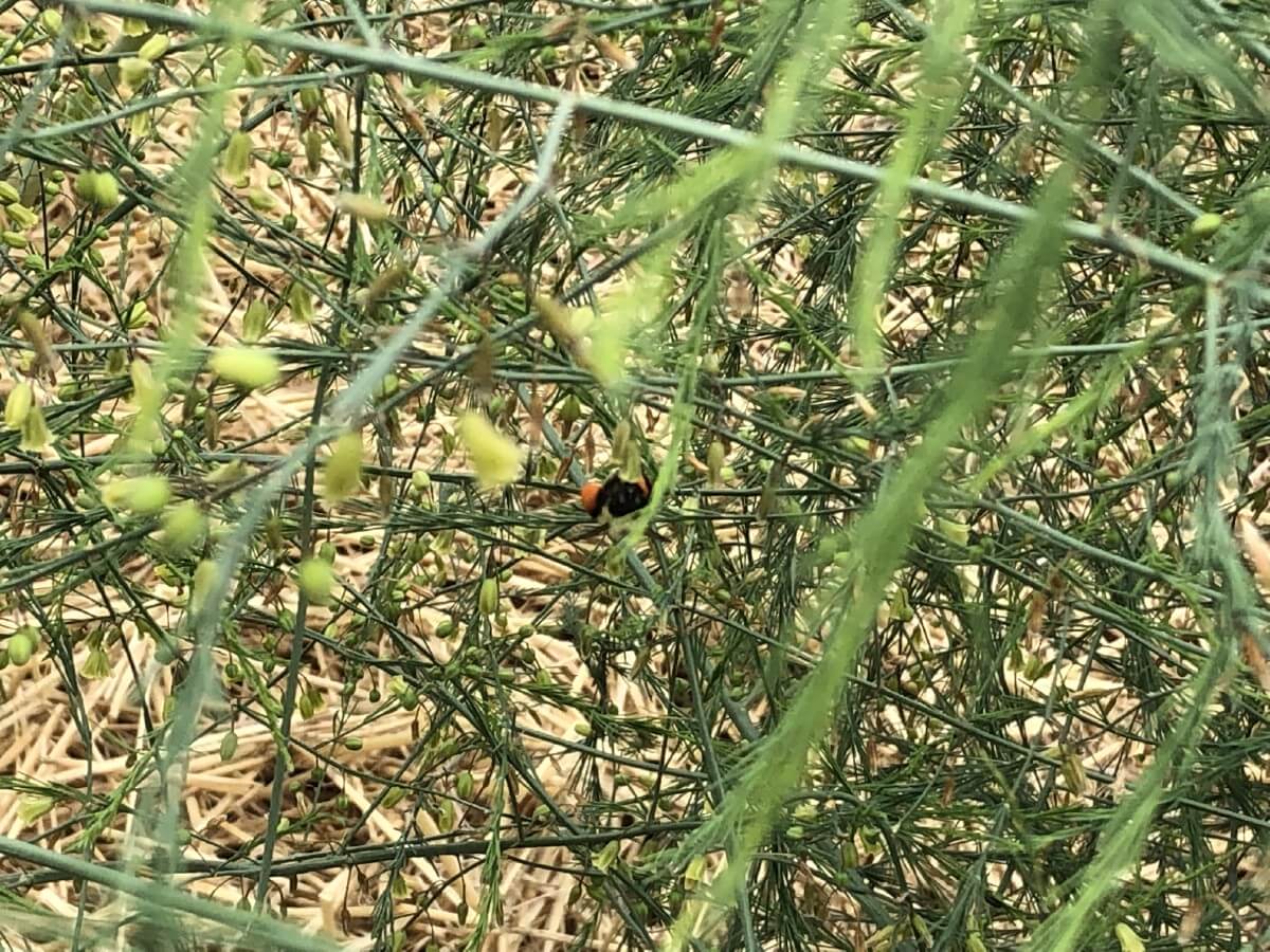 bug on asparagus plant