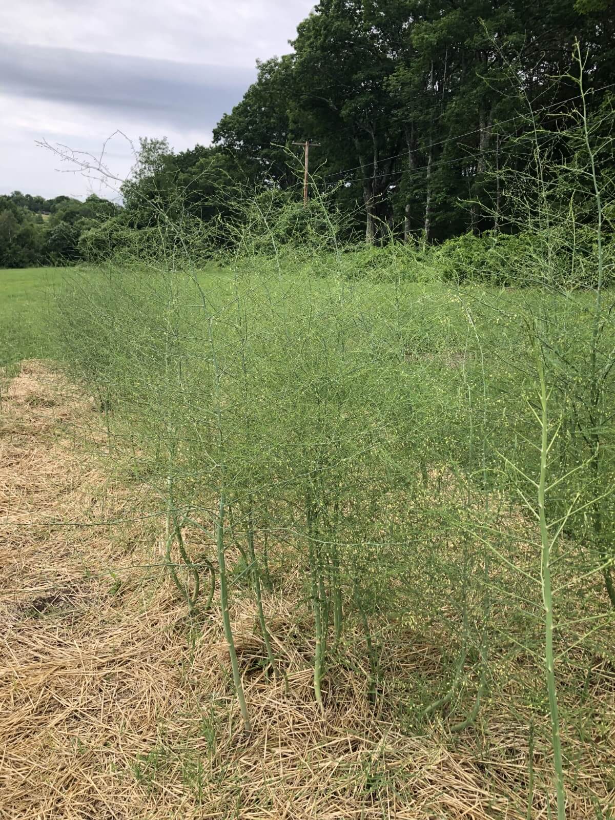 asparagus bed post harvest season