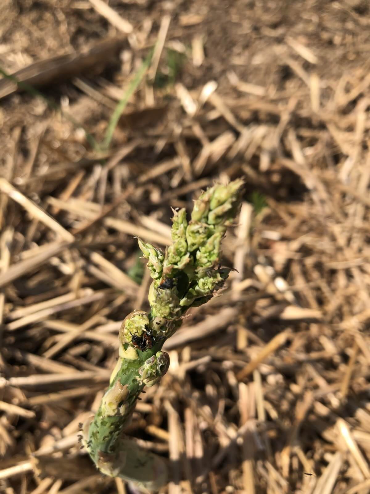 asparagus damage from beetles