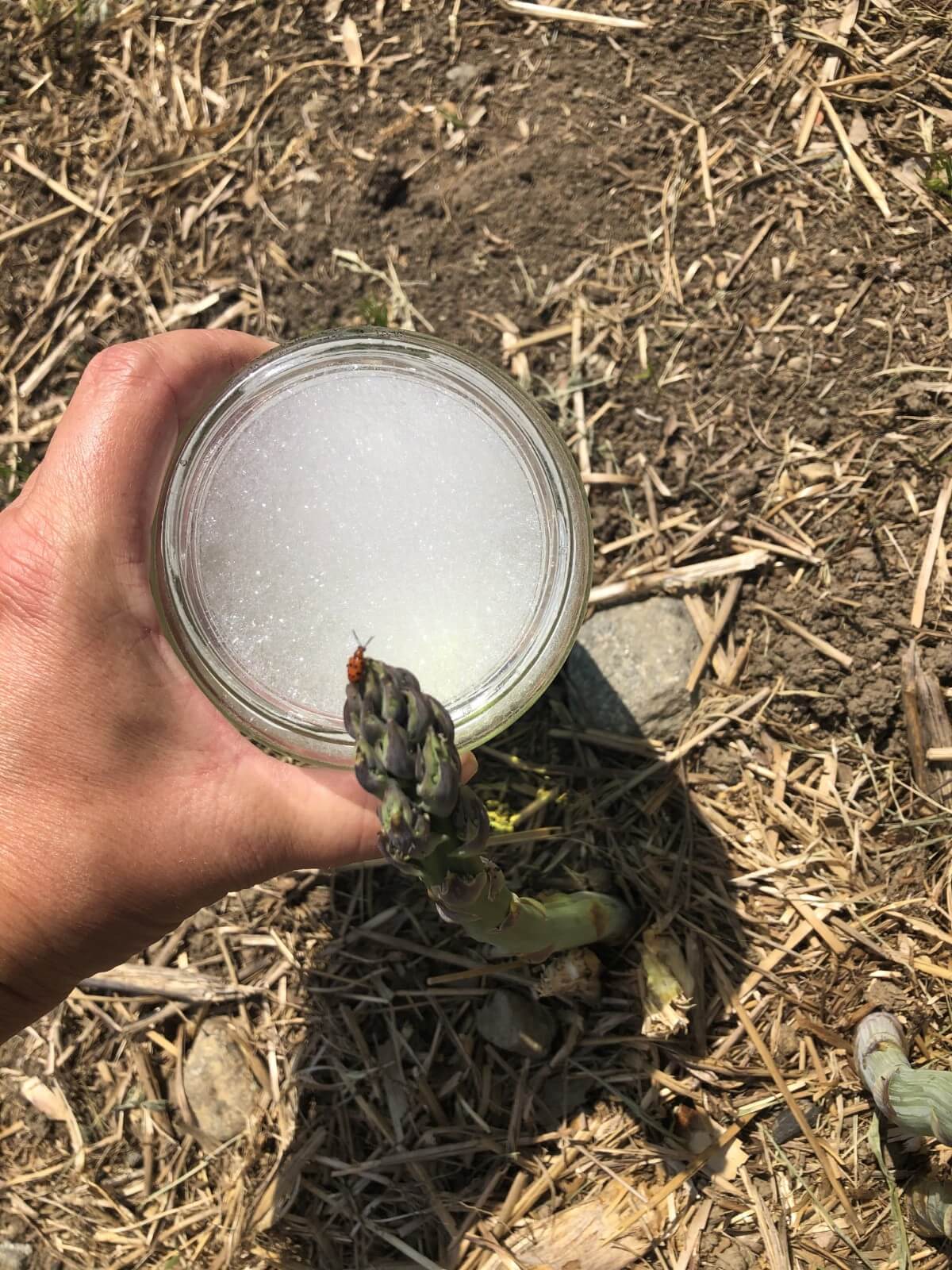 removing asparagus beetles