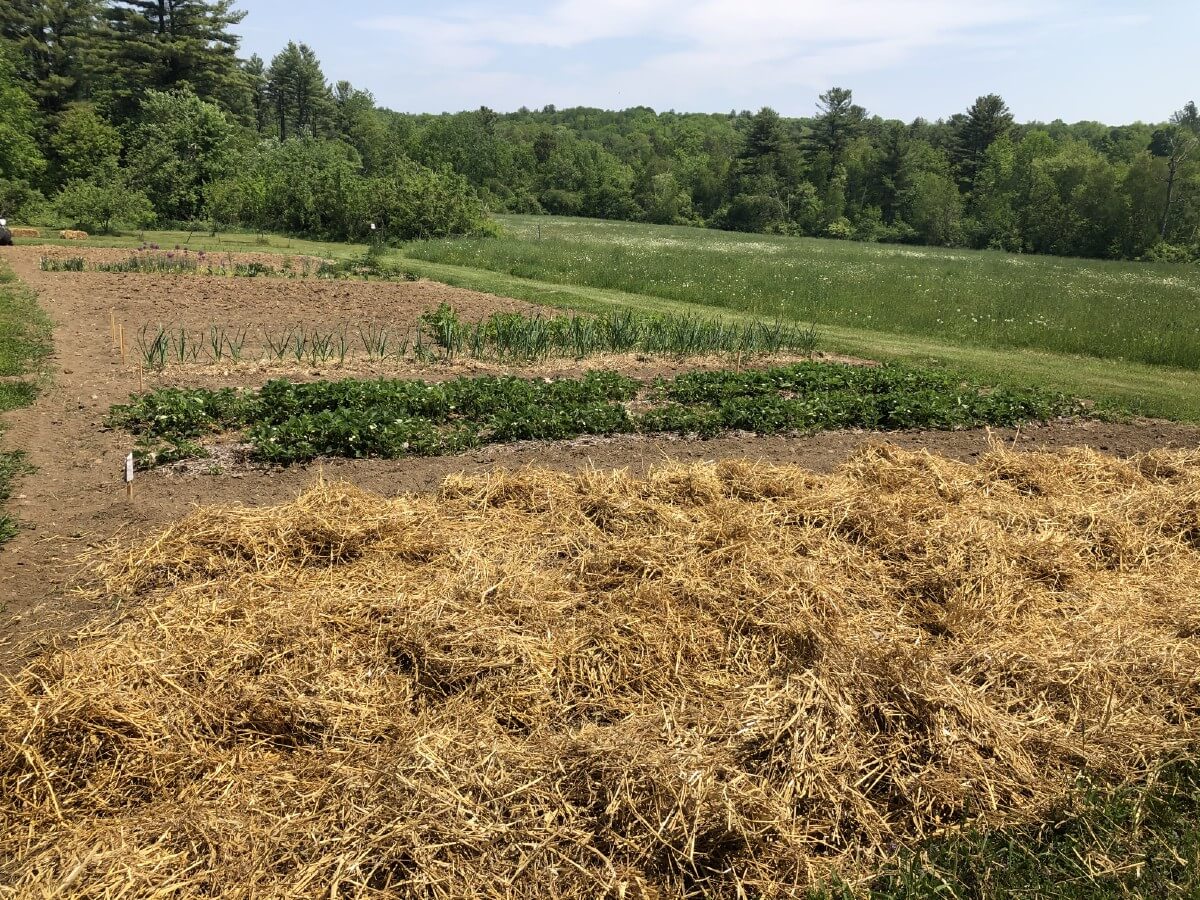 straw mulch on asparagus bed