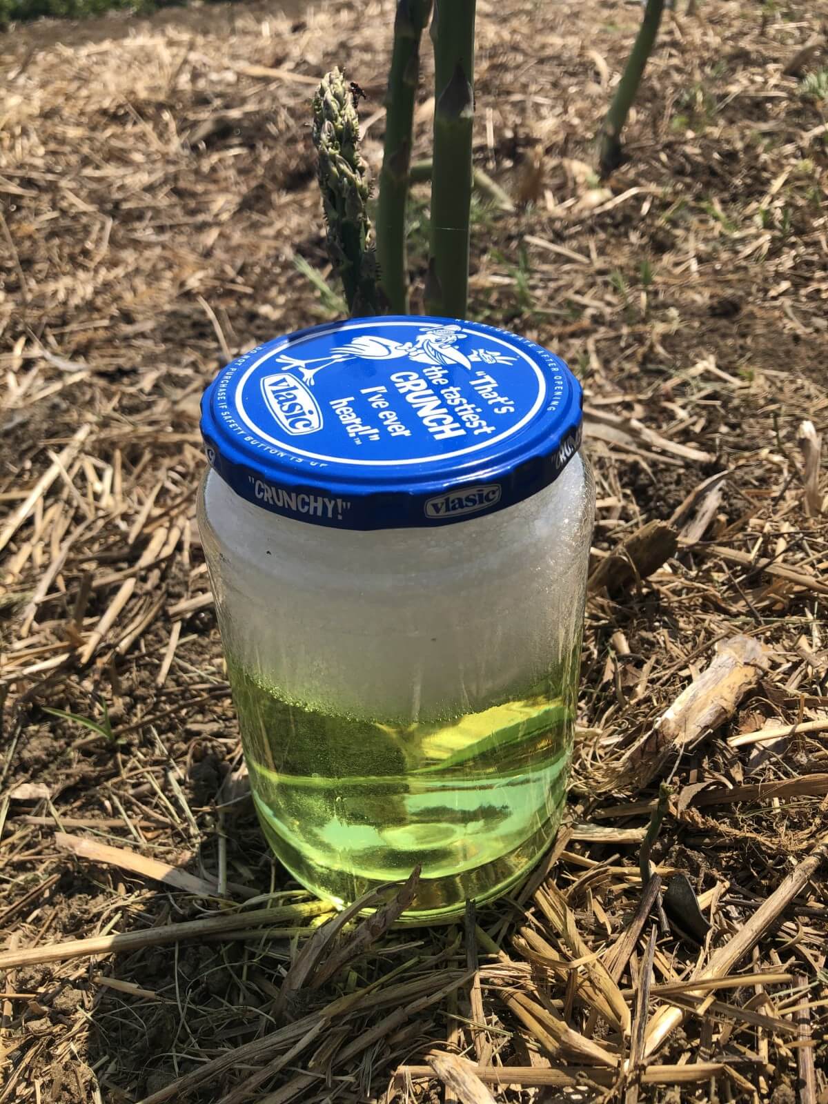 soap and water in jar to kill beetles