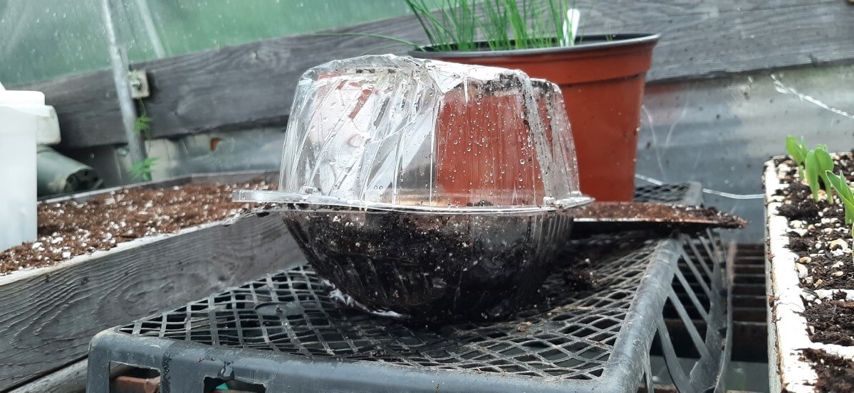 Plastic clamshell with soil and seeds, top closed for humidity.
