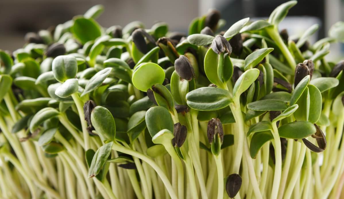 Close up of microgreens