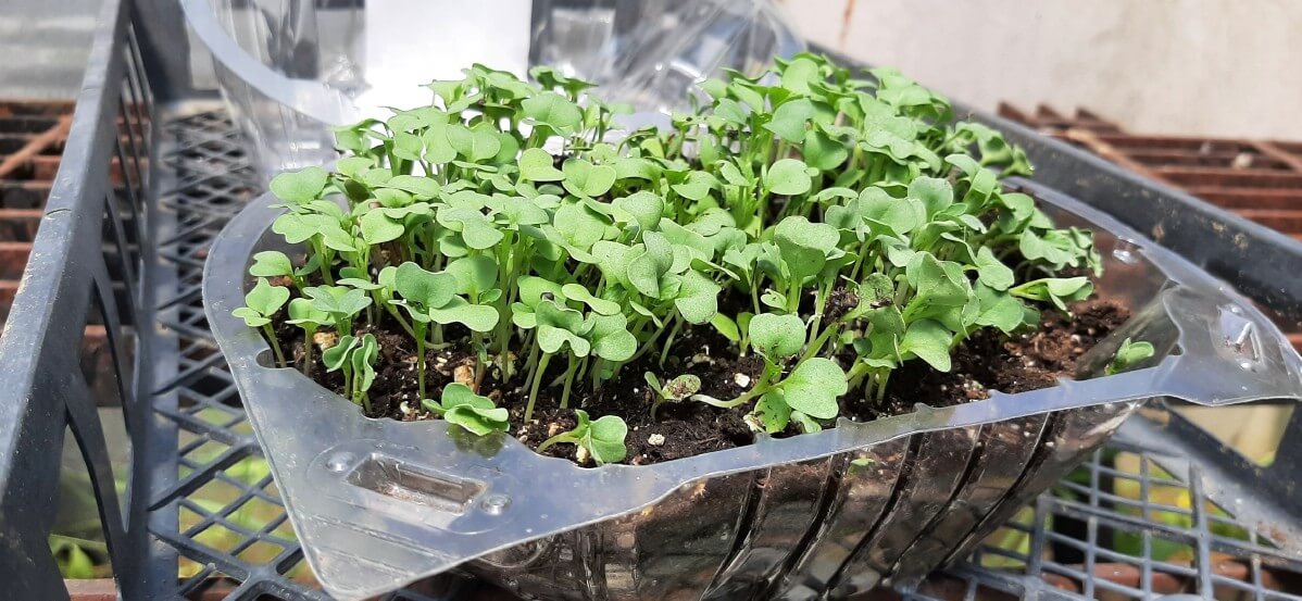 Microgreens growing in plastic clamshell with soil