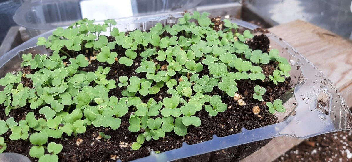 Small microgreen sprouts.